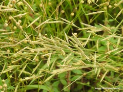 Bromus cabrerensis