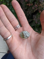 Cardinalis cardinalis