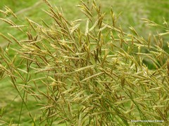 Bromus cabrerensis