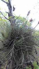 Tillandsia juncea