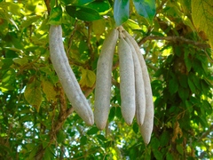 Adenocalymma inundatum