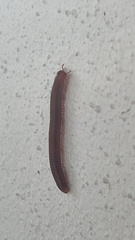 Trigoniulus corallinus