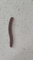 Trigoniulus corallinus