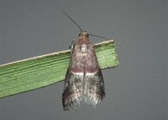 Acrobasis marmorea