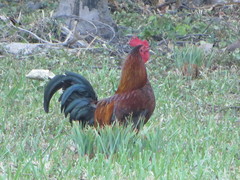 Gallus gallus domesticus