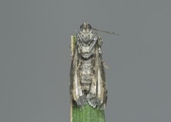 Acrobasis marmorea