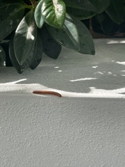 Trigoniulus corallinus