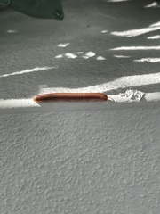 Trigoniulus corallinus