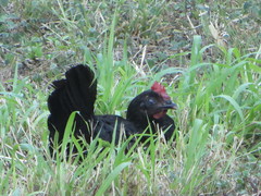 Gallus gallus domesticus