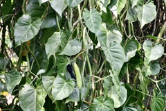 Philodendron hederaceum