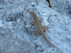 Anolis sagrei