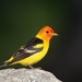 Western Tanager - Photo (c) Andrej Chudý, some rights reserved (CC BY-NC-SA)