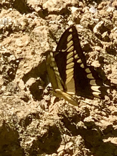 Papilio thoas image