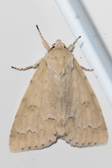 Acronicta innotata