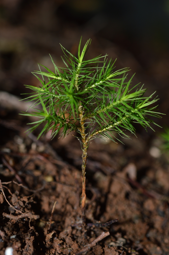 Dendroligotrichum