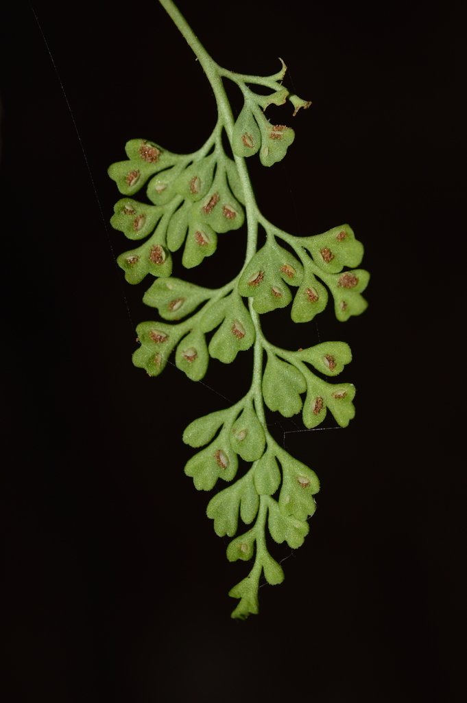 Asplenium