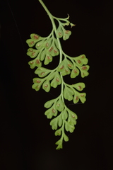 Asplenium dareoides