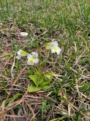 Pinguicula alpina