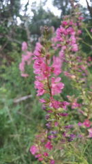 Sidalcea cusickii