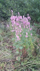 Sidalcea cusickii