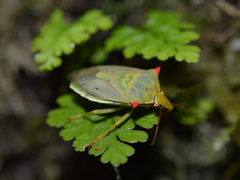 Brontocoris nigrolimbatus