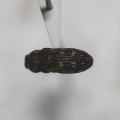 Acmaeoderopsis junki