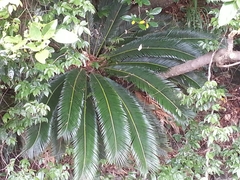 Cycas revoluta