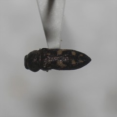 Acmaeoderopsis rockefelleri