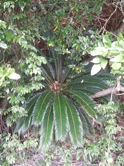 Cycas revoluta