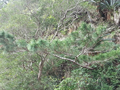 Luchu pine (Pinus luchuensis)