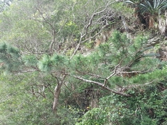 Pinus luchuensis