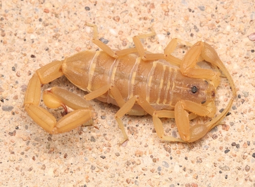 Striped bark scorpion
