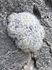 Mammillaria plumosa