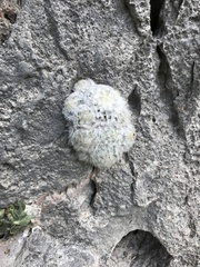 Mammillaria plumosa