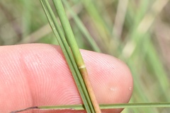 Schizachyrium tenerum