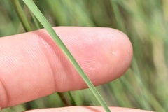 Schizachyrium tenerum