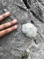 Mammillaria plumosa