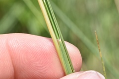 Schizachyrium tenerum