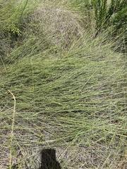 Schizachyrium tenerum