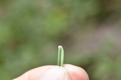 Schizachyrium tenerum