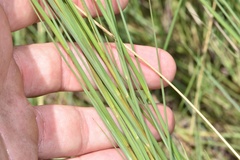Schizachyrium tenerum