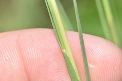 Schizachyrium tenerum