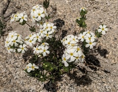 Leptosiphon nuttallii