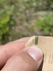 Schizachyrium tenerum