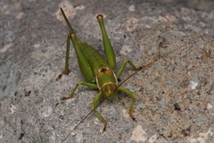 Eremopedes covilleae