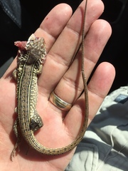 Gerrhosaurus nigrolineatus