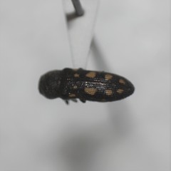Acmaeoderopsis hassayampae
