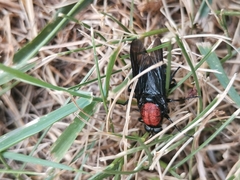 Clitellaria ephippium