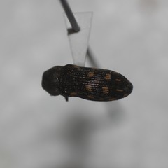 Acmaeoderopsis junki