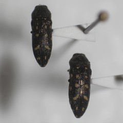 Acmaeodera pinalorum